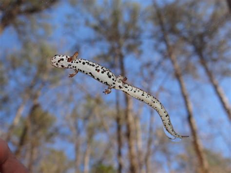 Four-toed Salamander - Hemidactylium scutatum | Brad Glorioso’s