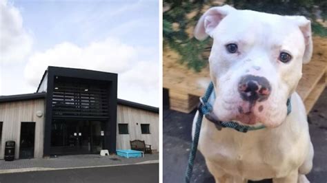 Dans Une Semaine Ces Adorables Chiens Seront Euthanasi S Car Leur