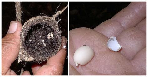 Hummingbird Egg Size Comparison