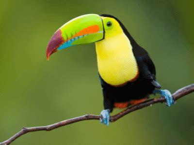 Toucan Habitats – All You Need To Know