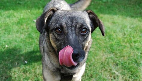 Saiba Por Que Cachorro Lambe Umbigo Das Pessoas Petz