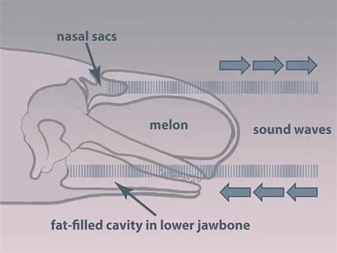 Do Beluga Whales Use Echolocation? Discover the Intriguing World of Sea ...