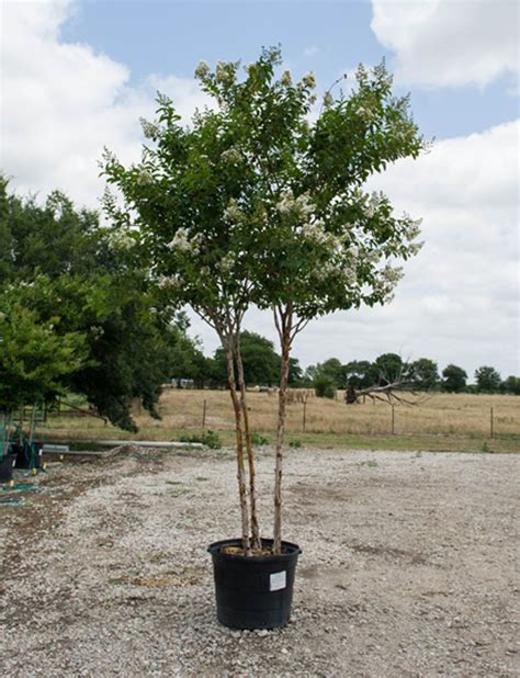 The Natchez Crape Myrtle Perfect For Summer Blooms And Fall Color