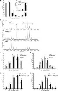 DNAJC19 A Mitochondrial Cochaperone Associated With Cardiomyopathy