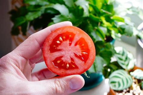 The 10 Best Tomatoes For Container Gardening - Tomato Geek