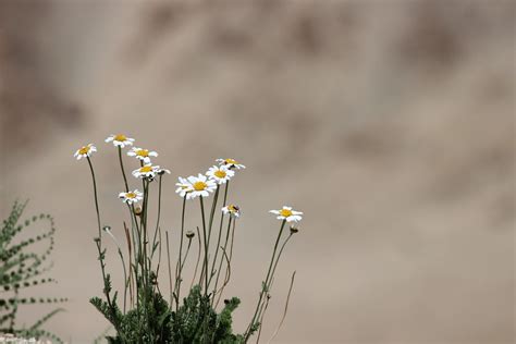 Flower Ladakh Dessert - Free photo on Pixabay