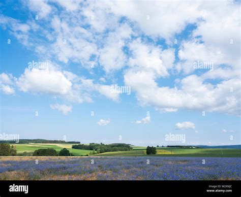 belgian countryside landscape with corn flowers under liege in the ...