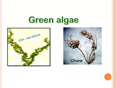 Algae General Characters And Classification Ppt