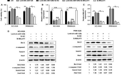 The Expression Of Malat And Mir B Played A Key Role In Mm Cell