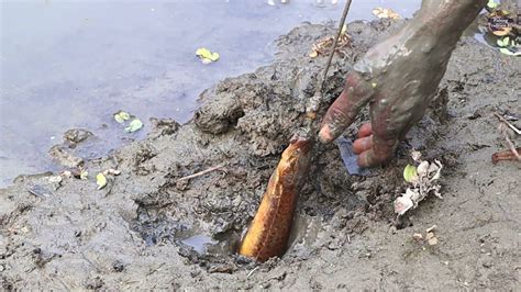 Catching Big Eel Fish Using Hook And Strong Rope Best Eel Fishing