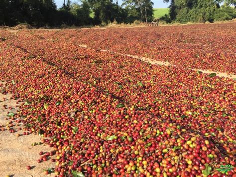 Cenário atual do cultivo de café arábica em Goiás é o destaque do Agro