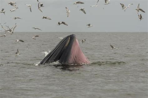 Baleen Whale Stock Photos, Images and Backgrounds for Free Download