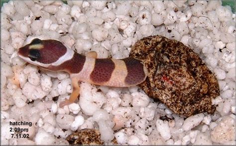 Leopard Gecko Eggs