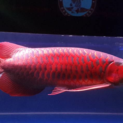 Detail Gambar Ikan Arwana Super Red Koleksi Nomer 11