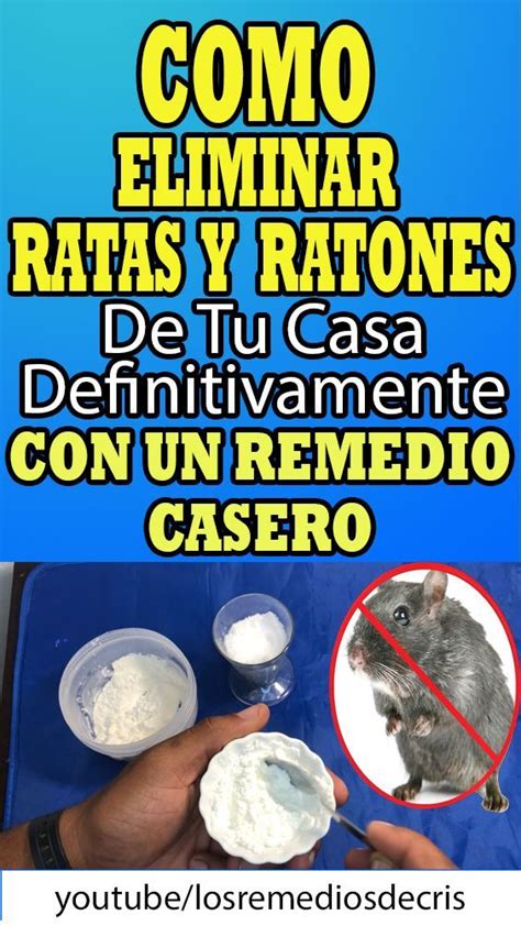 COMO ELIMINAR LOS RATONES DE TU CASA CON UN REMEDIO CASERO Ratas Y