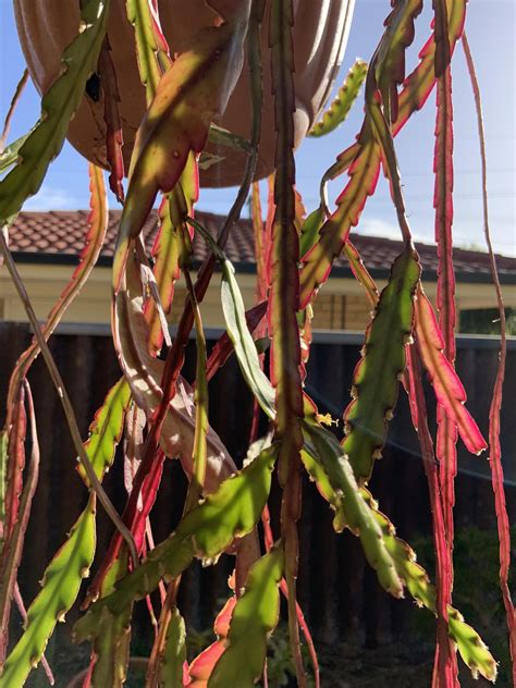 I Love Jungle Cacti Get Yourself Some Rhipsalis Rcactus