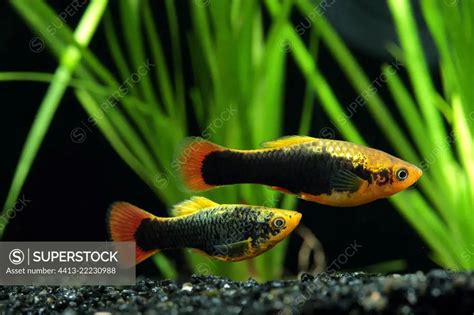 Platy Parrot Xiphophorus Variatus Platy Variety Hawaii In Aquarium