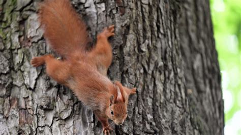 How To Stop Squirrels From Chewing Wood Conquer Critters