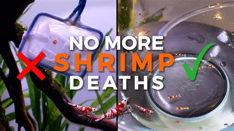 How To Drip Acclimate Shrimp To An Aquarium Youtube