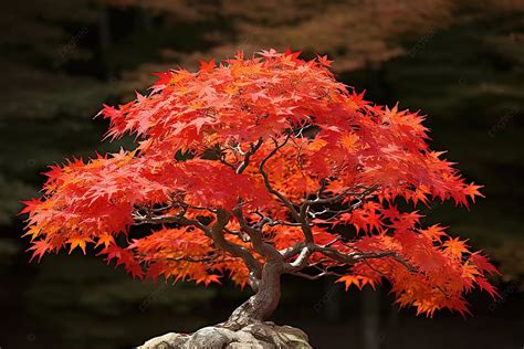 Pohon Maple Merah Dengan Warna Daun Musim Gugur Musim Daun Daun