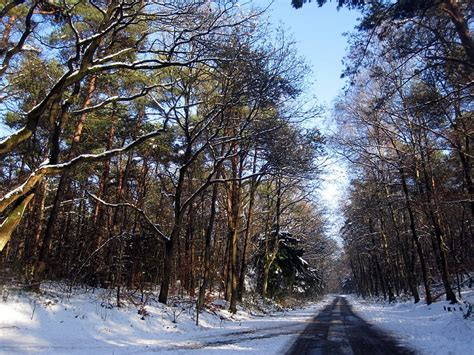 Christmas Road Sky Borealis Aurora Above Lined Trees Snowy