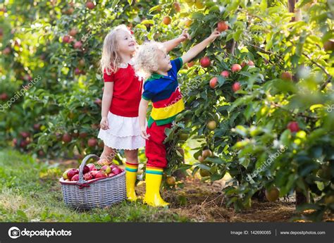 Kids Picking Apples In Fruit Garden Stock Photo By ©famveldman 142690085