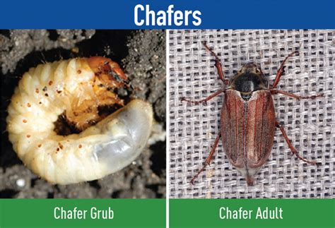 Lawn Grubs: White Grub Identification and Control