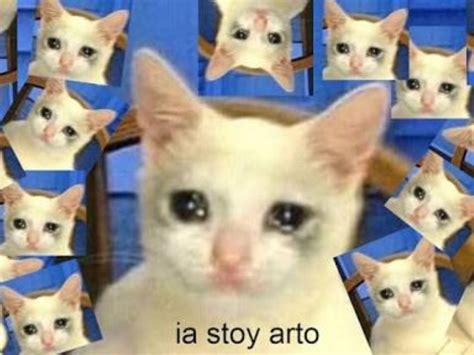 Meme Gato Llorando Origen Ent Rate Del Origen De Este Meme Y Averigua Con Nosotros Por Qu El Rat