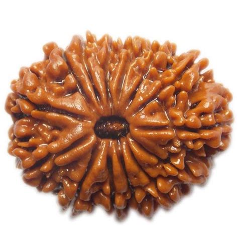 Buy Online Original Nepal 14 Mukhi Rudraksha @ Best Price