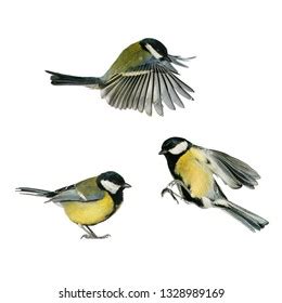 Perky Tits Images Stock Photos Vectors Shutterstock