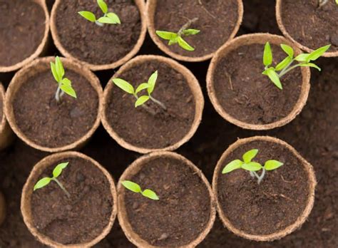 Semis De Tomate Quand Et Comment Semer Les Tomates