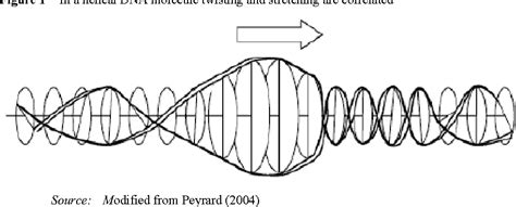 Figure From Non Linear Dynamics Chaos And Phase Transitions In Dna