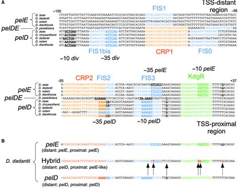 Alignment Of The Regulatory Regions Of The Pelde Genes Of Dickeya Download Scientific Diagram