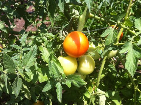 Common Good City Farm - Smithsonian Gardens