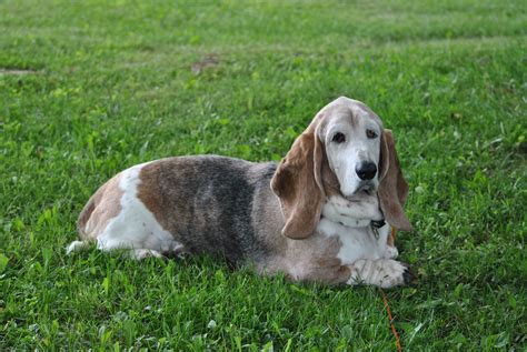 Pin By Bennetts Basset Hounds On Millie Girl The Basset Hound Basset