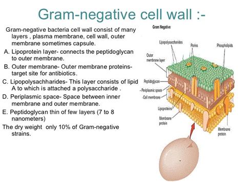 cell wall of bacteria