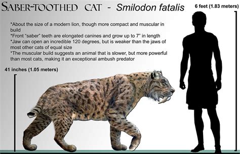 Smilodon fatalis - Smilodon is an extinct genus of machairodont felid ...