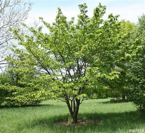 Japanese Cherry Tree Leaves