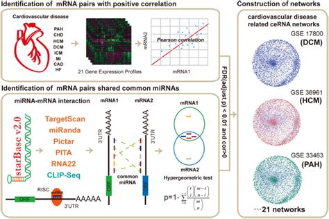 The Global View Of MRNA Related CeRNA Cross Talks Across Cardiovascular