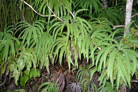 Flora Of New Zealand Taxon Profile Sticherus Cunninghamii