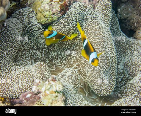 Red Sea Anemone Fish Stock Photo Alamy