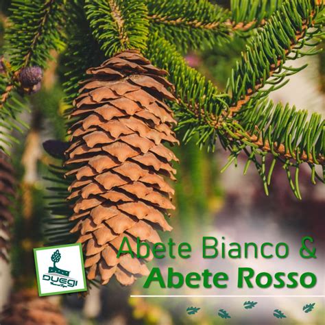 Abete Bianco E Abete Rosso