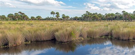 Merritt Island National Wildlife Refuge - Florida Splendors