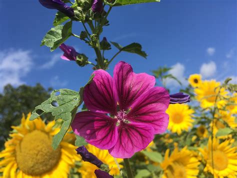 Sonnenblumen 1 Thomas Traeutlein Flickr