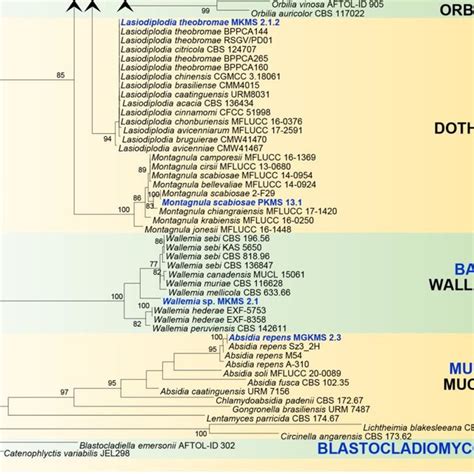 Phylogenetic Tree Generated From Maximum Likelihood Ml Analysis Based