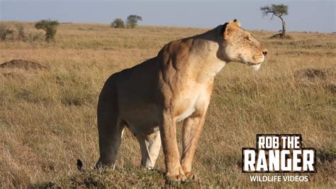 Lions On The Move Maasai Mara Safari Zebra Plains Youtube