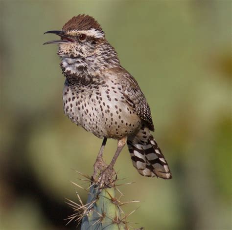 Cactus Wren | San Diego Bird Spot