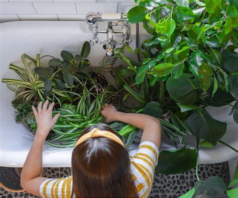 How to water houseplants: 4 methods and when to use them | Homes and