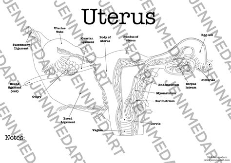 Uterus Anatomy Coloring Page Labeled Digital Download Womb Female Anatomy Diagram Anatomy