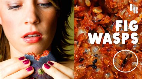 Figs Eat Wasps Before You Eat The Fig Youtube